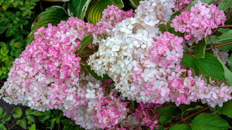 Best Hydrangeas for Sun: A Comprehensive Guide