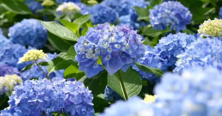 Do Hydrangea Bloom in the First Year? Exploring the Factors that Affect Bloom Time
