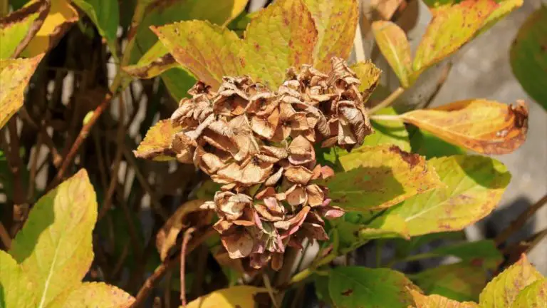 Why Are My Hydrangea Leaves Turning Yellow? Common Causes and Solutions