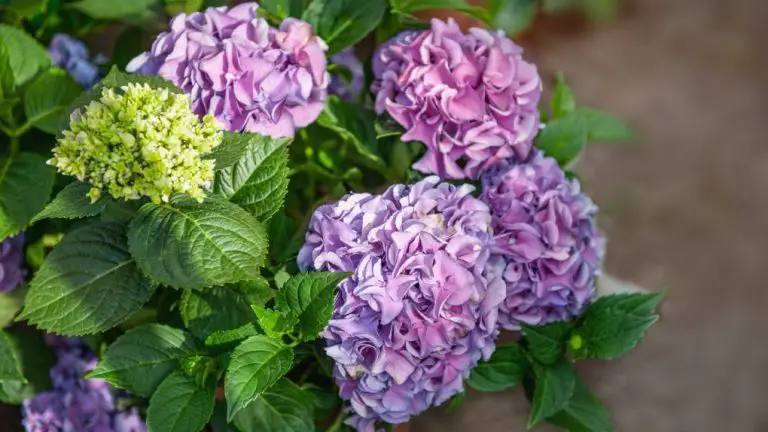 Viburnum vs Hydrangea: A Comparison of Popular Garden Shrubs
