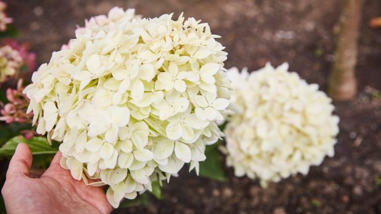 How Deep Are Hydrangea Roots? A Comprehensive Guide