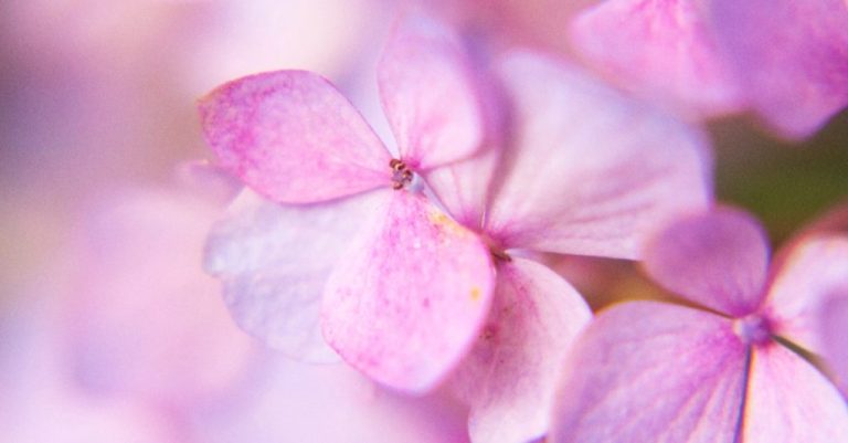 Does Hydrangea Have Seeds? Exploring the Reproduction of Hydrangea Plants