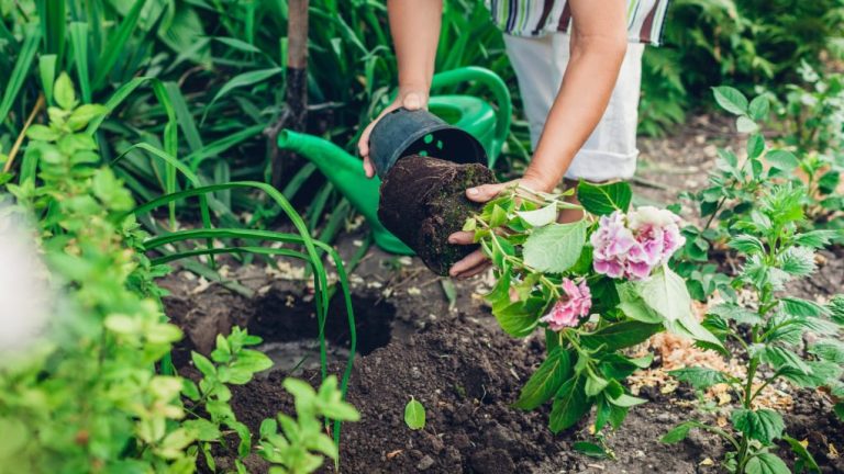 Do Hydrangeas Tolerate Wet Soil? Exploring the Relationship Between Hydrangeas and Soil Moisture