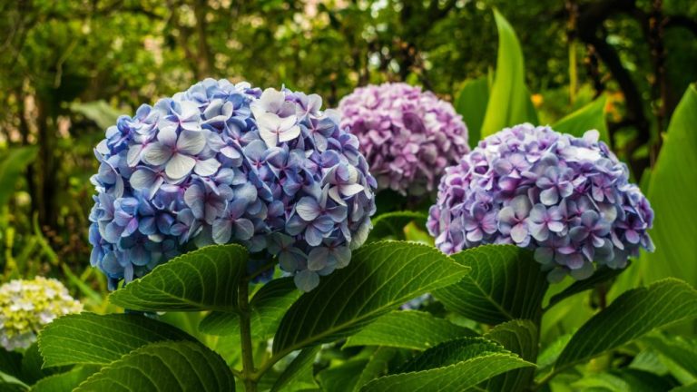 Do Hydrangeas Grow Under Redwood Trees? Exploring Plant Compatibility in Shaded Environments