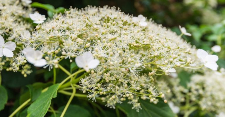 Do Climbing Hydrangea Harm Trees? Exploring the Potential Risks.