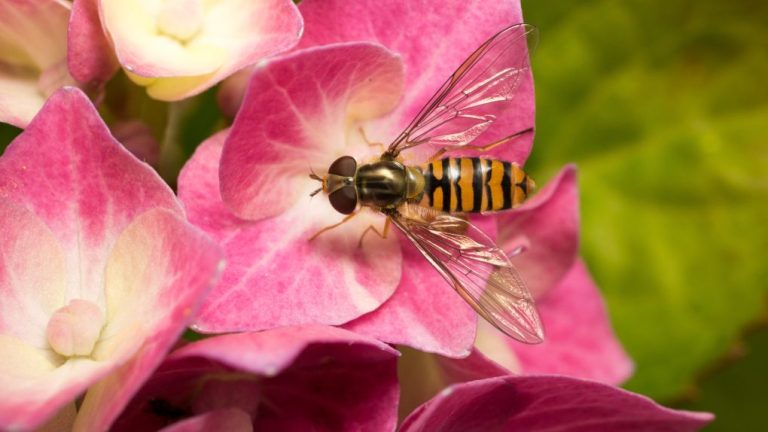 Do Hydrangeas Attract Flies? Here’s What You Need to Know