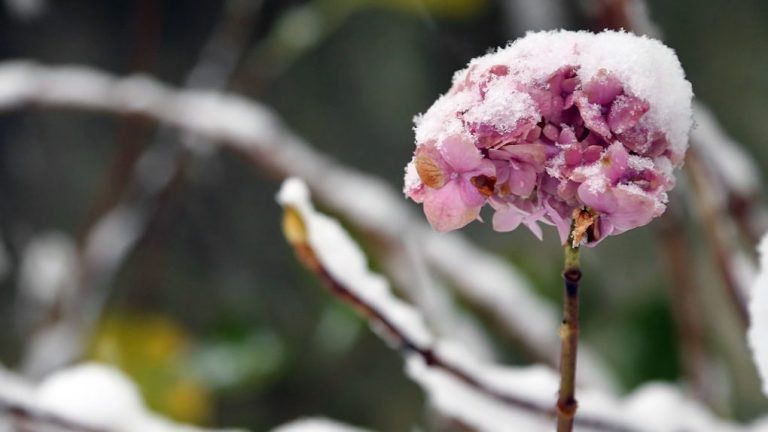 When Do Hydrangeas Go Dormant: A Guide to Understanding the Dormancy of Hydrangea Plants