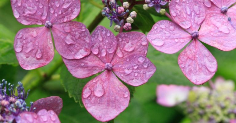 Do Hydrangeas Drink Through Their Petals? The Truth Revealed