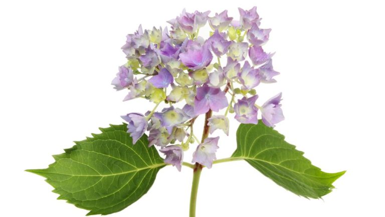 Cutting Hydrangea Flowers: Effects on the Plant