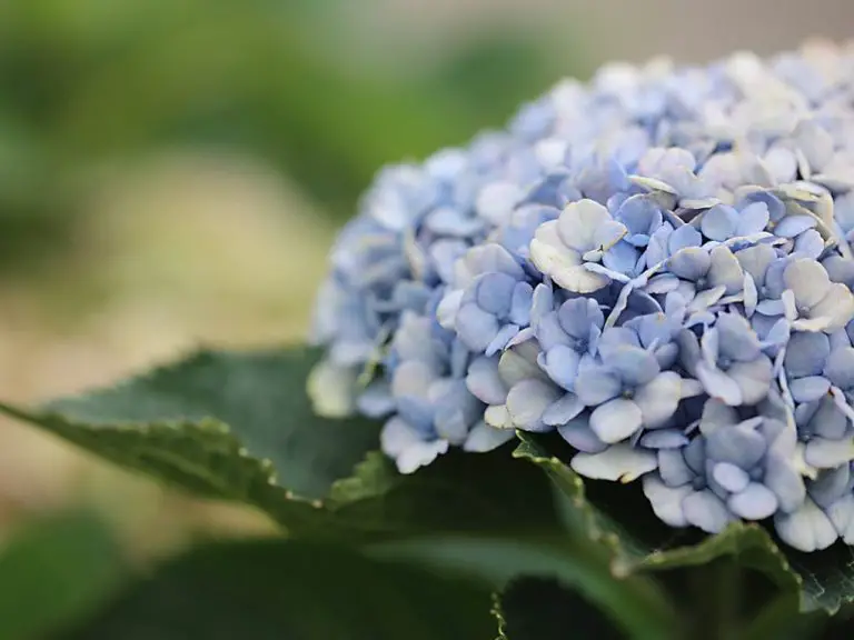 Why Your Hydrangea is Not Growing Tall: Possible Reasons and Solutions