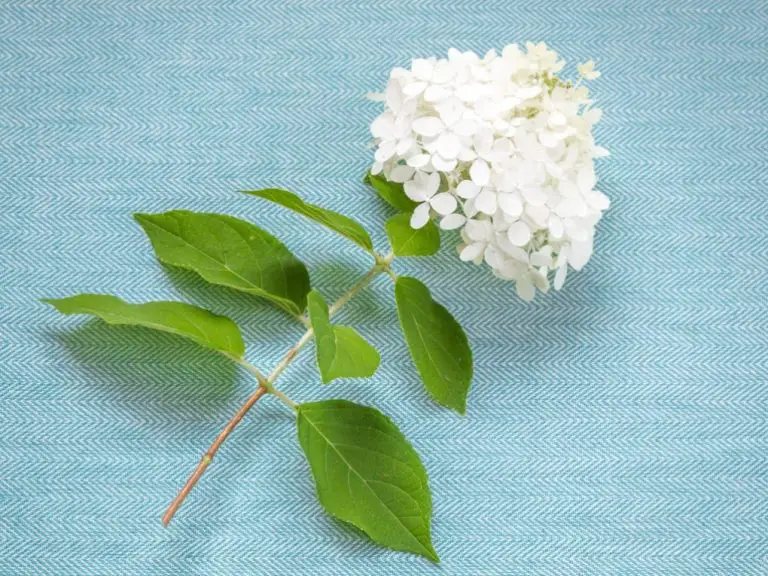 Perfect Timing: When to Prune Your Hydrangea