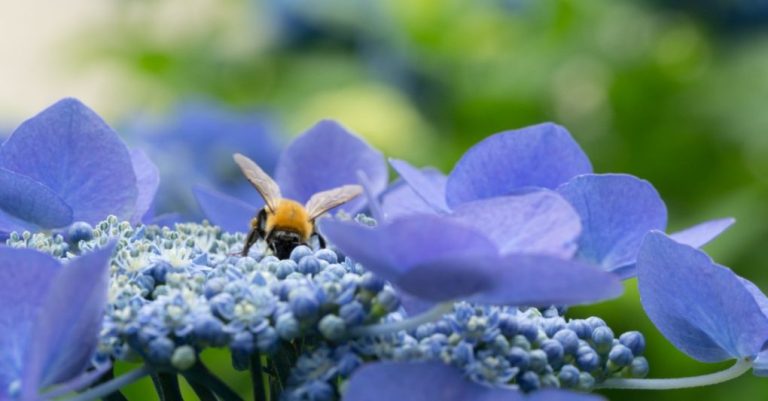 Are Hydrangeas Good For Pollinators?
