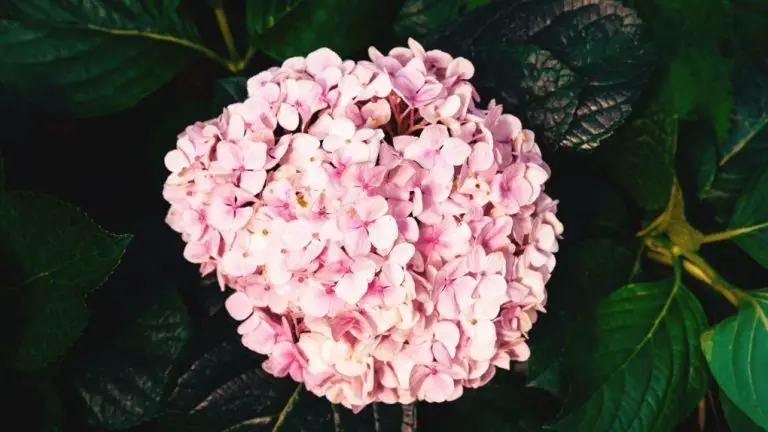 What Gives Hydrangeas Their Color: A Scientific Explanation