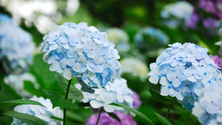 Do Hydrangeas Bloom All Summer? Expert Insights