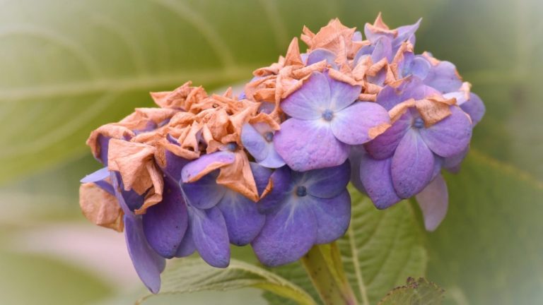 Why Is My Hydrangea Drying Up? Common Causes and Solutions