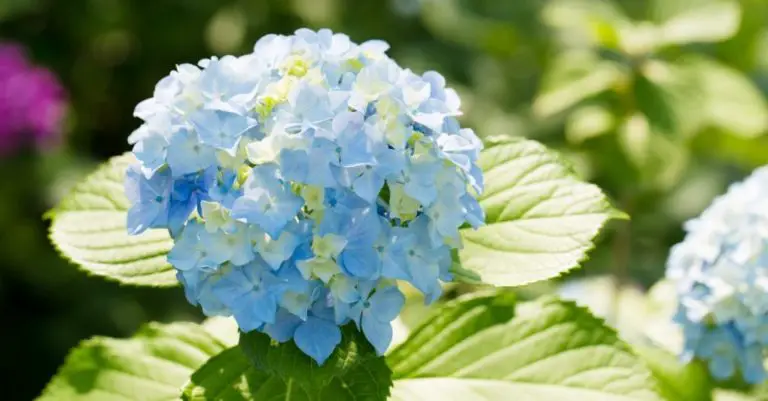Hydrangeas That Don’t Attract Bees: A Guide