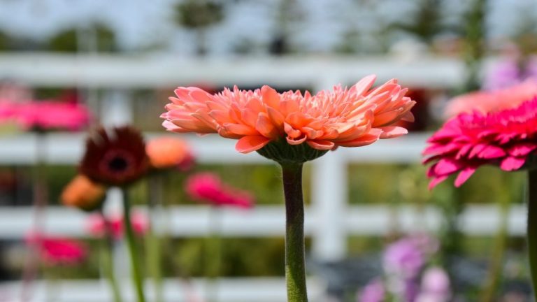 Annual or Perennial? Understanding the Lifespan of Gerbera Daisies