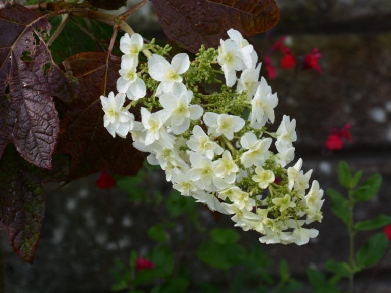 Are Oakleaf Hydrangea Plants Deer Resistant?