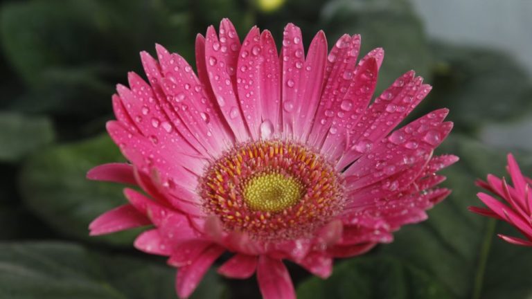 The Beauty of Gerbera Daisies: Vibrant Colors and Long Stems