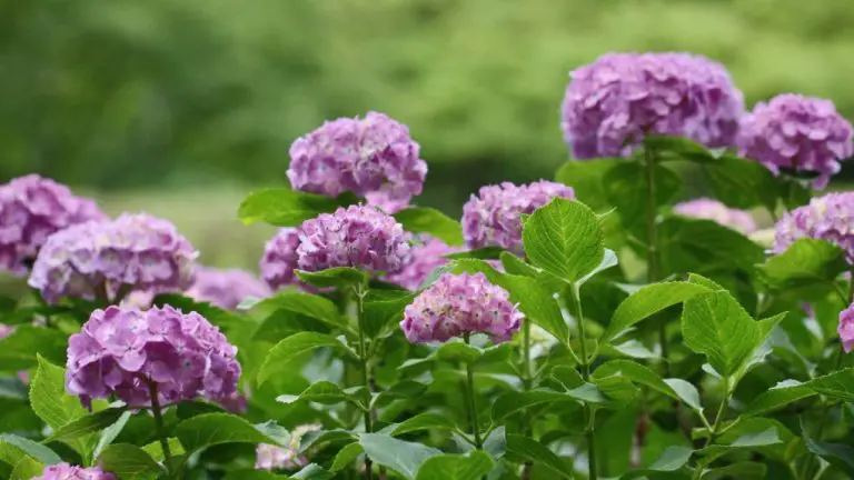 Where to Plant Hydrangea: Tips for Optimal Growth