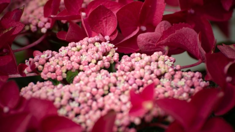 What Makes Hydrangeas Red: Understanding the Science Behind Their Color