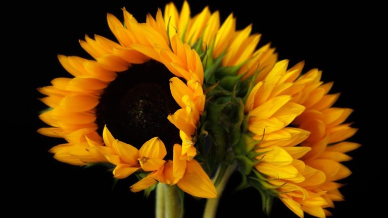 How to Keep Sunflowers Blooming: Tips and Tricks