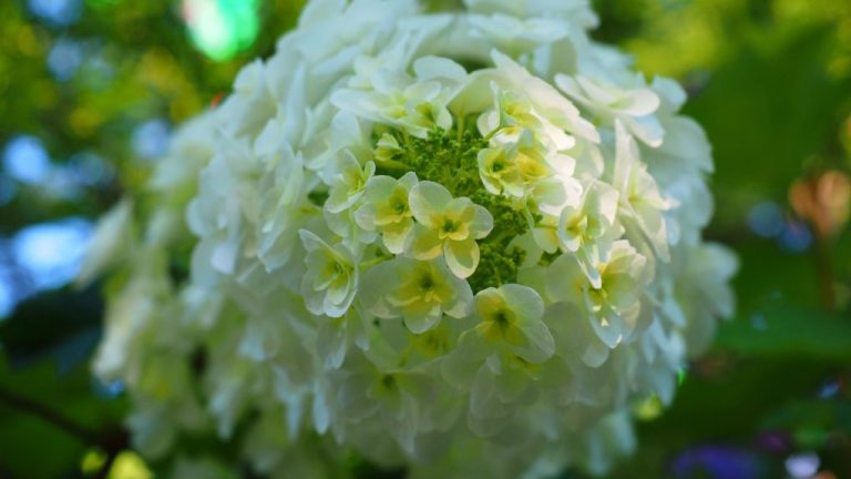 Which Hydrangeas Should Not Be Cut Back: A Guide