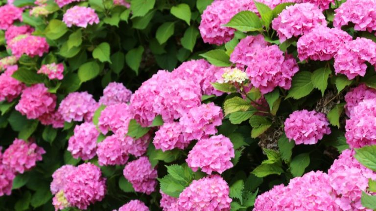 Are Hydrangeas Evergreen? Exploring the Foliage Characteristics of Hydrangea Plants