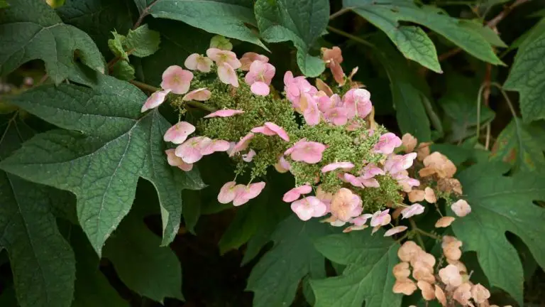 Alternative to Hydrangea: Top 5 Flowering Plants for Your Garden