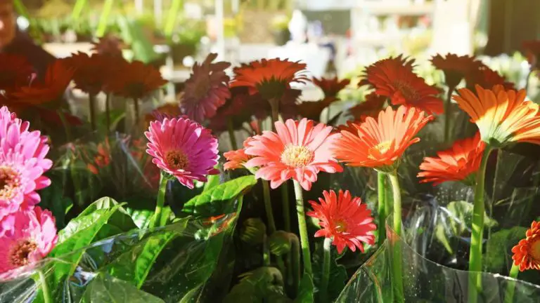 Gerbera Daisy Meaning: Symbolism and Significance