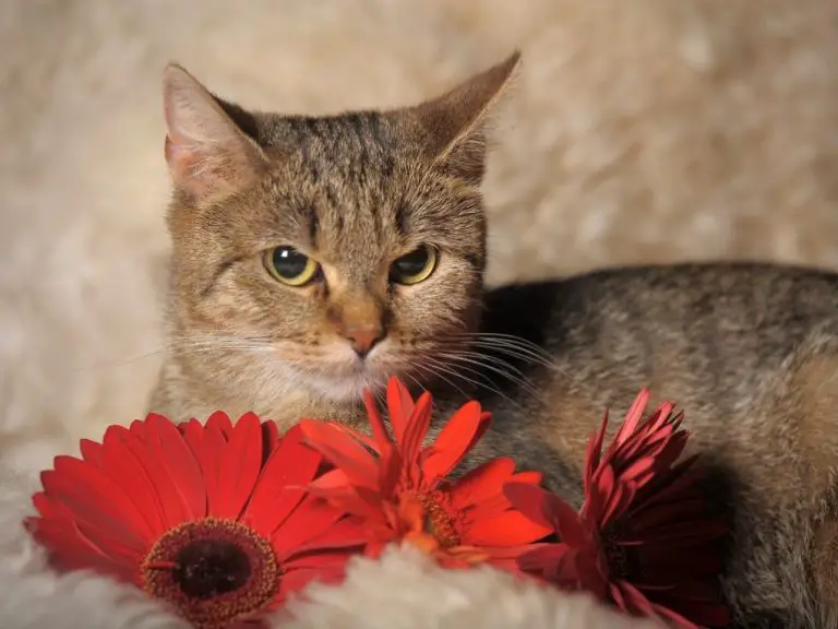 Are Gerbera Daisies Toxic to Cats? Here’s What You Need to Know