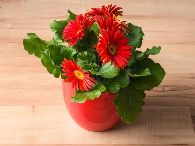 Gerbera Daisy Indoor Care: Tips for Keeping Your Plants Healthy and Beautiful
