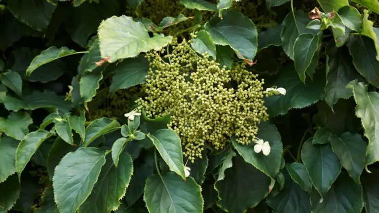 Why Climbing Hydrangea is Not Blooming: Possible Causes and Solutions