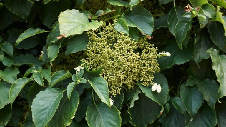 Why Climbing Hydrangea is Not Blooming: Possible Causes and Solutions