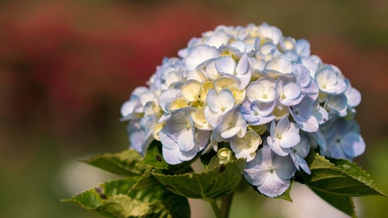 Why Hydrangea Not Blooming: Possible Reasons and Solutions