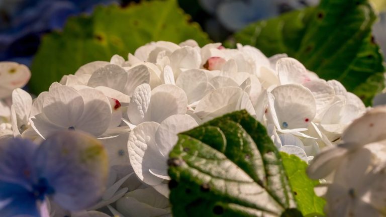 Can Paniculata Hydrangea Thrive in Full Sun?