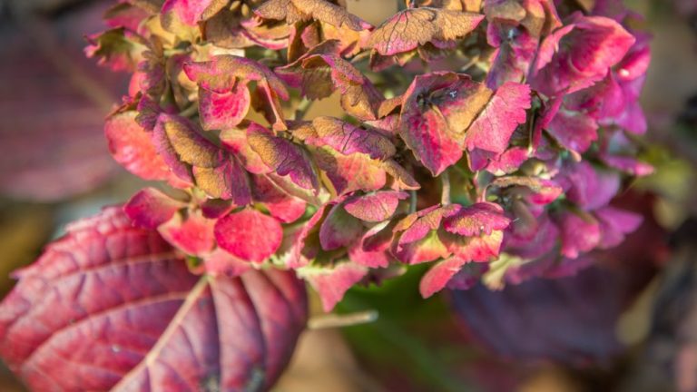 Why Are My Hydrangea Leaves Curling: Understanding the Causes