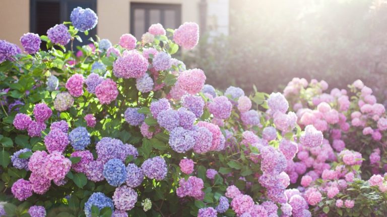 Exploring The World Of Hydrangea Types