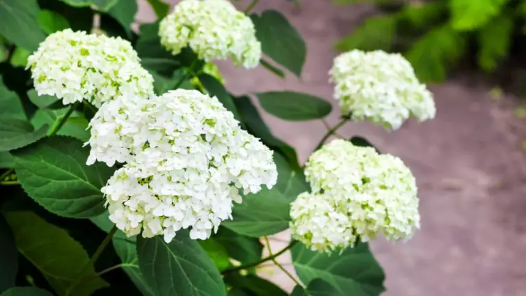 Best Hydrangeas for Canada: Top Varieties for Cold Climates