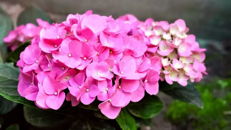 Hydrangea Macrophylla: A Comprehensive Guide to Growing and Care