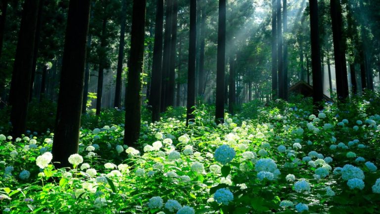 Will Hydrangeas Thrive Under Cedar Trees? Exploring the Possibility.