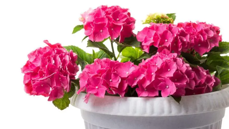 What Hydrangeas Stay Small? A Guide to Compact Varieties