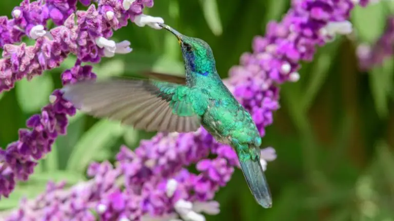 Do Hydrangeas Attract Hummingbirds? Exploring the Connection