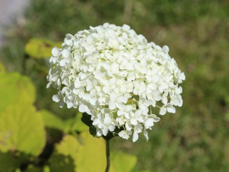 Can Annabelle Hydrangea Thrive in Full Sun?