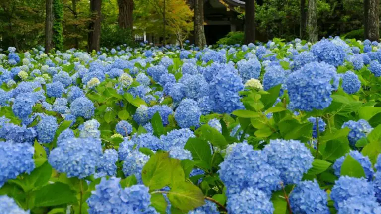 Hydrangea: A Guide to Growing and Caring for the Popular Flower