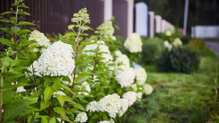 How to Grow Hydrangeas Faster: Tips and Tricks for Quick Growth