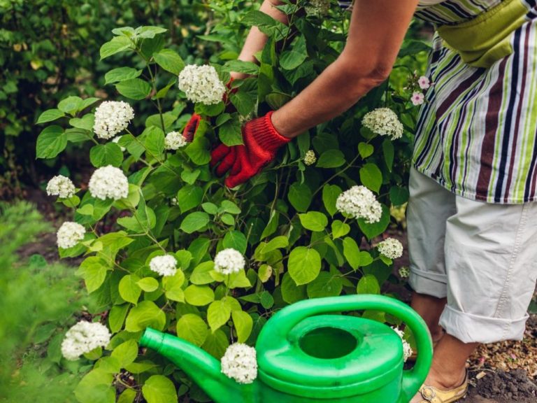 Will Hydrangeas Thrive in Clay Soil?