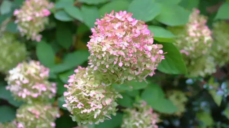 How to Prune a Lava Lamp Hydrangea: Step-by-Step Guide