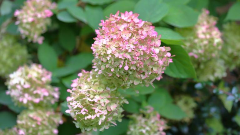 How to Prune a Lava Lamp Hydrangea: Step-by-Step Guide