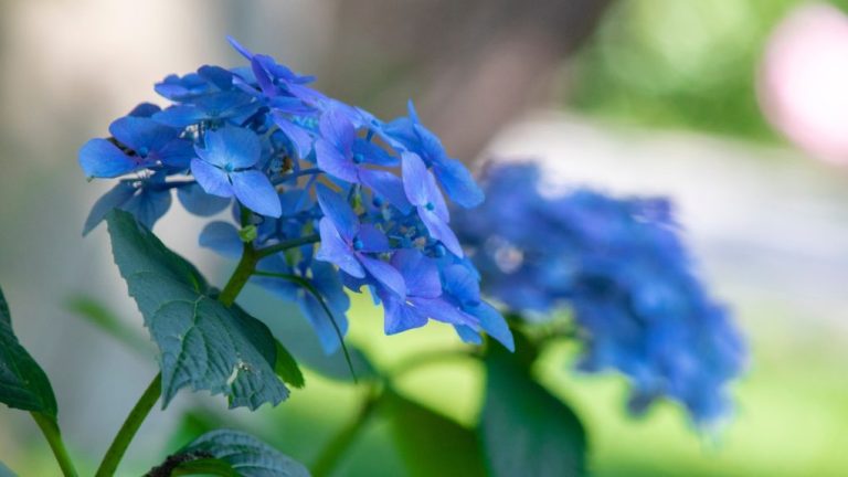 Do Hydrangeas Prefer Shade? Exploring the Ideal Growing Conditions for Hydrangeas